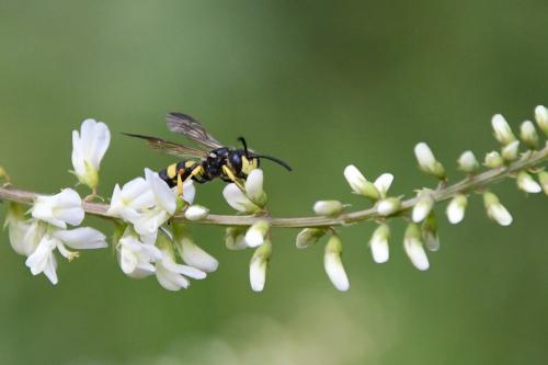 Cerceris rybyensis